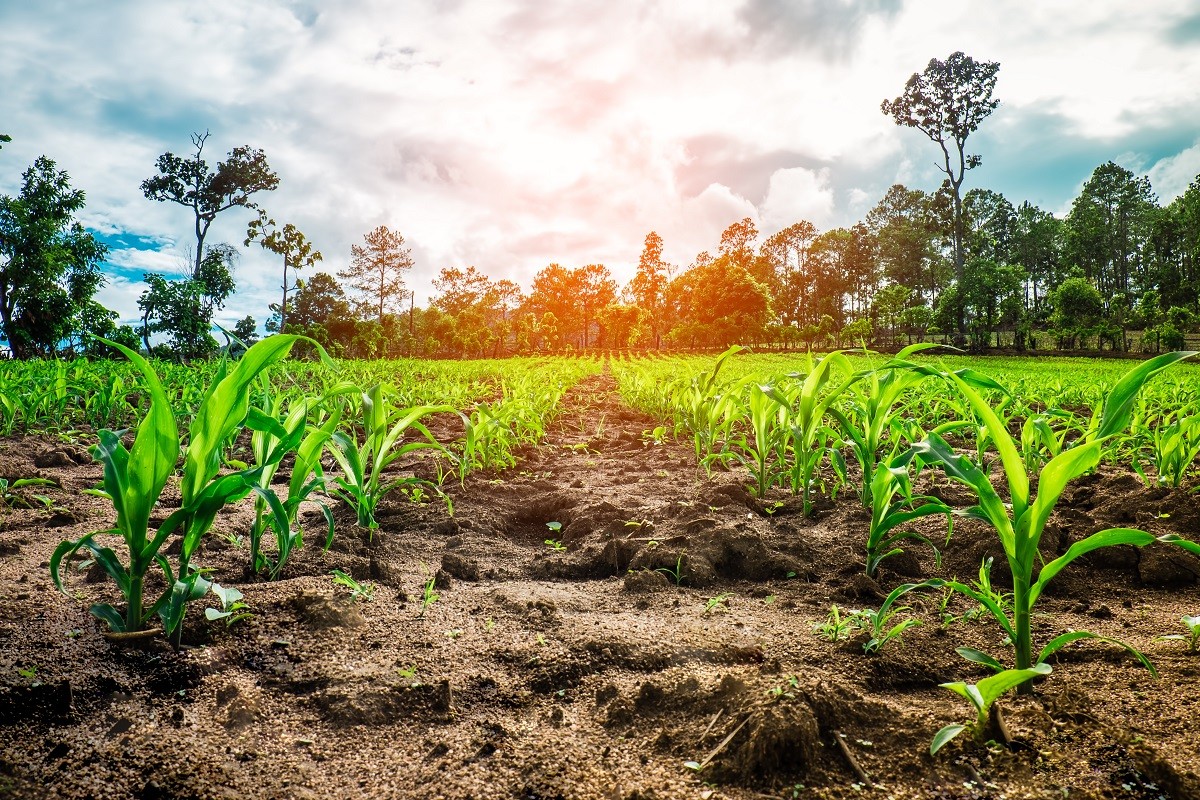 Healthy maize plants