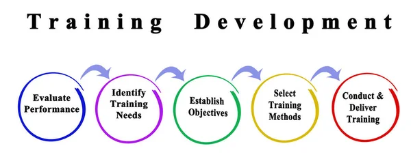 Five stages of training development
