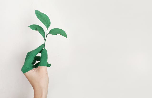 person-s-left-hand-holding-green-leaf-plant